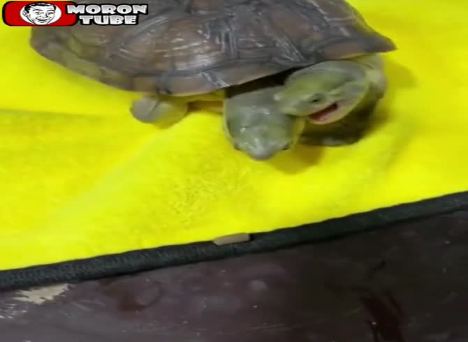 Video :A turtle with two heads battles over a pellet